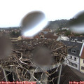 08_15-nest.jpg