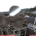 08_30-nest.jpg