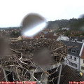 08_40-nest.jpg
