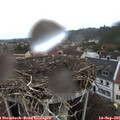 08_45-nest.jpg