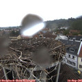 08_50-nest.jpg