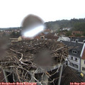08_55-nest.jpg