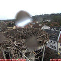 09_05-nest.jpg