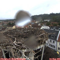 09_10-nest.jpg