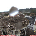 09_20-nest.jpg