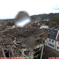 09_25-nest.jpg