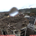 09_35-nest.jpg