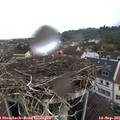09_40-nest.jpg