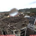 09_45-nest.jpg