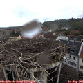 09_50-nest.jpg