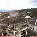 10_00-nest.jpg