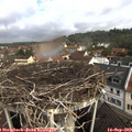 10_05-nest.jpg