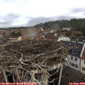 10_10-nest.jpg