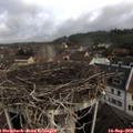 10_15-nest.jpg