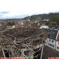 10_25-nest.jpg