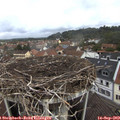 10_35-nest.jpg