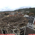 10_40-nest.jpg