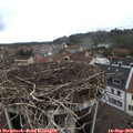 10_50-nest.jpg