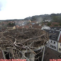 10_55-nest.jpg