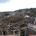 11_00-nest.jpg