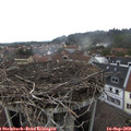 11_10-nest.jpg