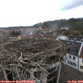 11_30-nest.jpg