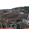 11_50-nest.jpg