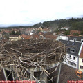 12_35-nest.jpg