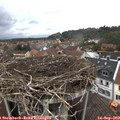 12_50-nest.jpg