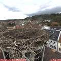 13_50-nest.jpg
