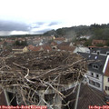 14_50-nest.jpg