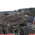 15_20-nest.jpg