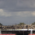 15_30-mast.jpg