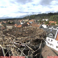 15_30-nest.jpg