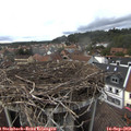 16_50-nest.jpg