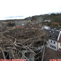 17_05-nest.jpg