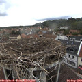 17_30-nest.jpg