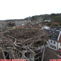 17_50-nest.jpg