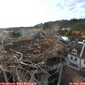 18_20-nest.jpg