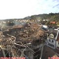 18_25-nest.jpg