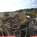 18_30-nest.jpg