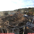 18_50-nest.jpg
