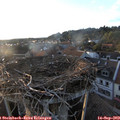 19_10-nest.jpg