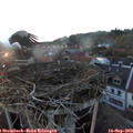 19_20-nest.jpg
