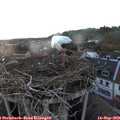 19_25-nest.jpg