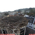 07_15-nest.jpg