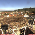 10_20-nest.jpg
