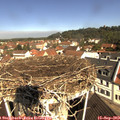 10_45-nest.jpg