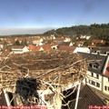 10_50-nest.jpg