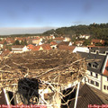 10_55-nest.jpg